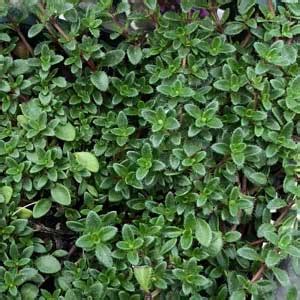 We did not find results for: Thymus serpyllum Coccineus - Red Creeping Thyme| Nurseries ...