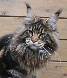 Each cat breed is unique in its own way, with special features and habits. Shaded smoke maine coon cat. My Graelyn was just like this ...