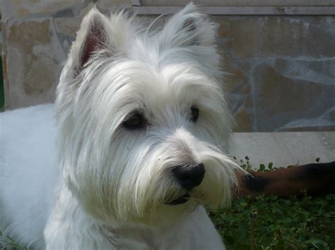 Prestigiose cucciolate di west highland white terrier. Cerco femmina west highland white terrier per ...
