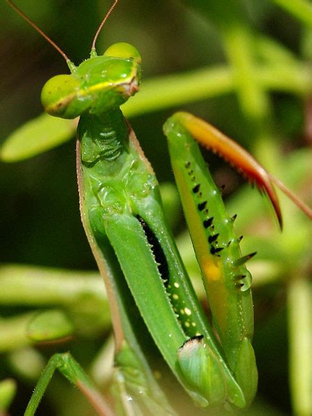 Mantis Religiosa European Mantis Arthropodafotosde
