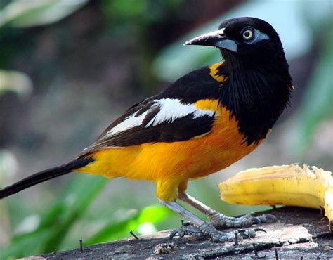 Turpial Venezuelan National Bird Aves Aves De Traspatio Aves Pajaros