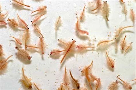 Brine Shrimp Life Cycle Benefits DIY Hatchery Shrimp And Snail