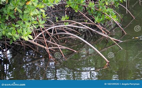 mangrove tree at the anne kolb nature center stock image image of lauderdale park 183109535