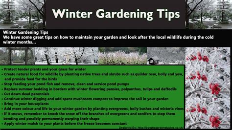Winter Gardening Tips Visually