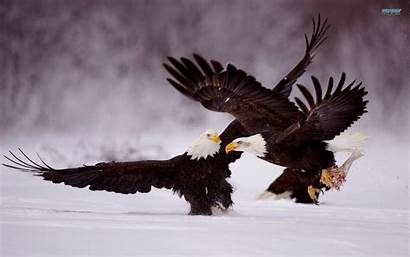 Bald Eagles Eagle Patriotic America Wallpapers Birds