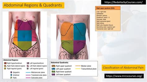 The 4 Abdominal Quadrants Regions Organs Video