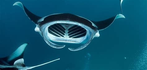 Moment A Wounded Intelligent Manta Ray Begged Divers For