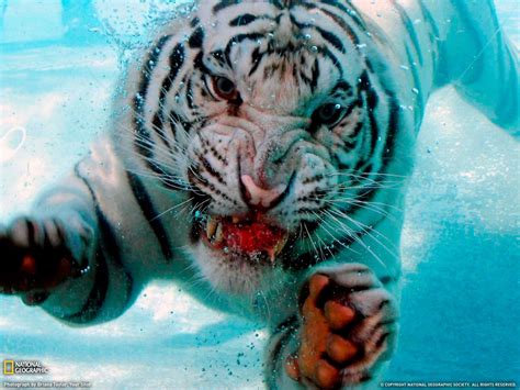 Wallpaper Animals Tiger Big Cats White Tigers Fauna Cat Like