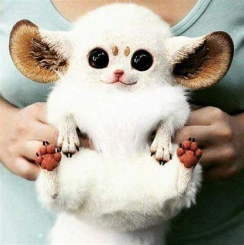 22 Best Animal With Big Ears Images On Pinterest Adorable Animals