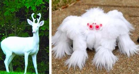 60 Albino Animals Are Extremely Rare And Incredibly Beautiful Page 3