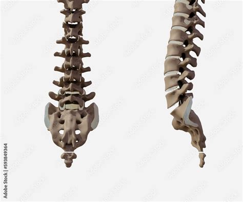 Isolated Front Side And Side View Of Healthy Humans Tailbone Skeleton