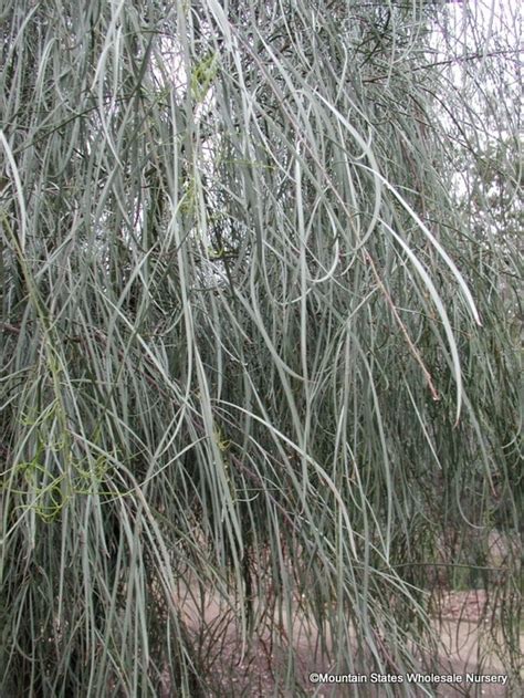 We did not find results for: Acacia stenophylla (Shoestring Acacia) - Mountain States ...