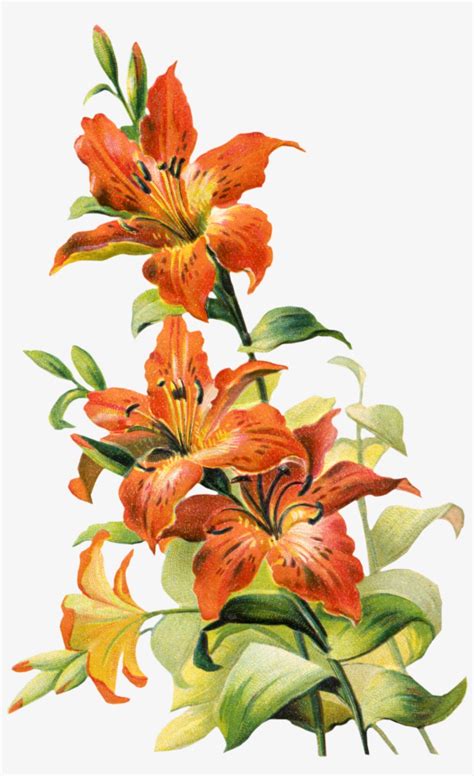 Free Vintage Tiger Lily Flower Lilly Flower Drawing Vintage Lily