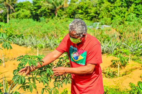 Produ O Org Nica Cresce Entre Agricultores Familiares No Amazonas Idam