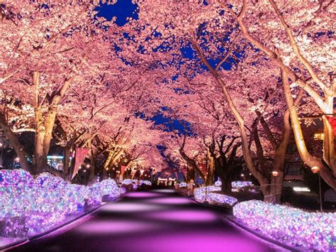 Cherry Blossom Night Viewing With Illumination At An Amusement Park