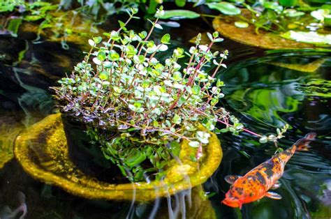 Koi Fish Pond Stock Image Image Of Exterior Plants 54527307