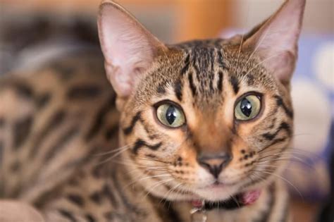 Bengal Cats Have Kept Some Traits From Their Wildcat Ancestors