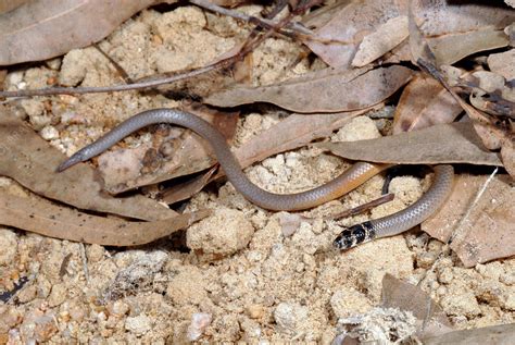 Surprisingly, the newfound legless lizards were discovered at a series of sites that weren't exactly pristine: Legless Lizard - Stock Image - F031/3181 - Science Photo ...
