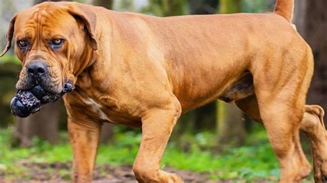 Boerboel Dog Breed Information Center For The South