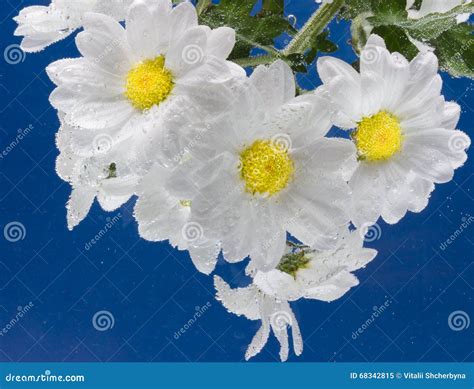 Drops Of Dew On A Camomile Stock Image Image Of Summer 68342815