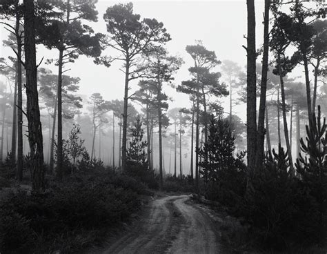 Fog Morning Del Monte Forest Pebble Beach California Ansel Adams Mia