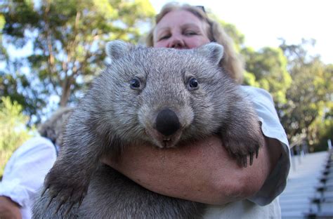 Chloe The Wombat Continues To Grow But Shes Still Not Too Big To