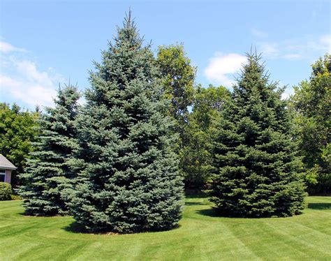 Evergreen Trees And Plants In Appleton Wi