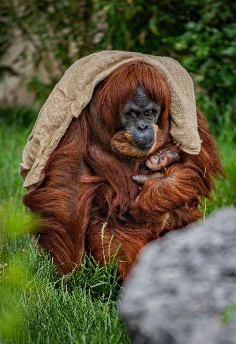 Critically Endangered Orangutan Born At Chester Zoo Chesters Dee Radio