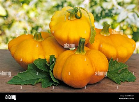 Yellow Pumpkins Stock Photo Alamy
