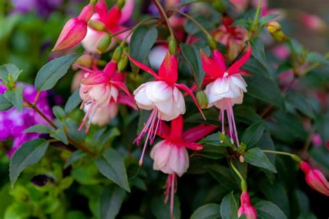 How To Care For Fuchsia Plants Pop And Thistle