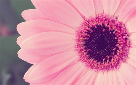 Free Download Pink Flower Hd Wallpaper Pink Flower Photos Cool