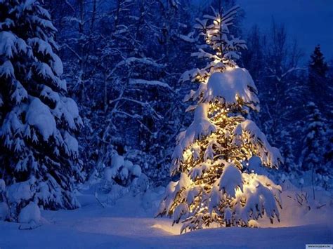Lighted Snow Covered Tree Christmas Tree Pictures Christmas Tree