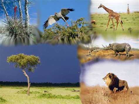 Tropical rainforests are located in a band around the equator (zero degrees latitude), mostly in the area between the tropic of cancer (23.5° n latitude) and the tropic of capricorn (23.5° s latitude). Savanna - Biomes of the World