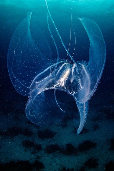 23 Most Beautiful Jellyfish Photography By Alexander Semenov Designbump