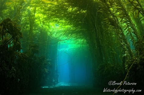 Image Result For Underwater Forest Landscapes Forest Photography Underwater Photography Forest