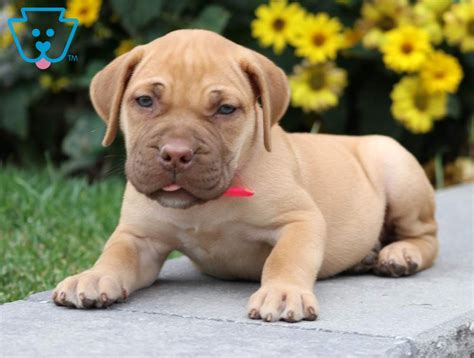 Maybe you would like to learn more about one of these? Candy | Boerboel - South African Puppy For Sale | Keystone ...