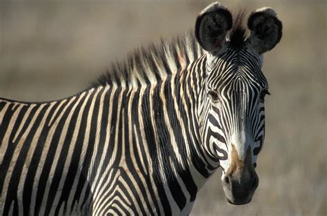Grevys Zebra Standing In Plains Kenya Photograph By Animal Images