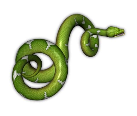 Download Green Snake Transparent Background Hq Png Image Freepngimg