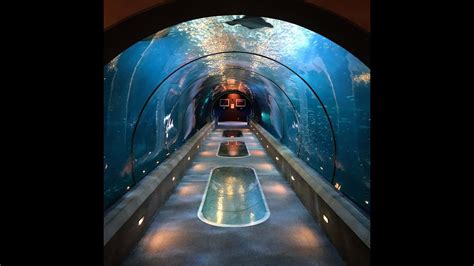 360 Walk Through Shark And Fish Tunnels Newport Aquarium Youtube