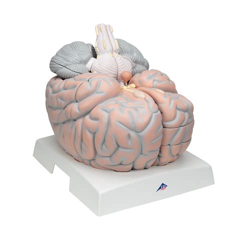 Anatomical Teaching Models Plastic Human Brain Models Giant Brain Model