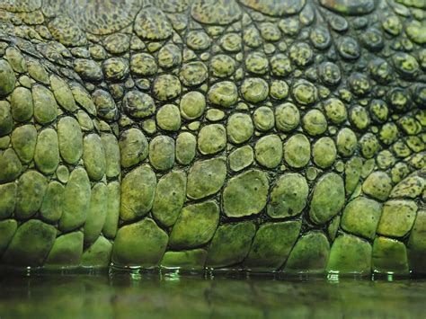 Dinosaur Skin Photograph By Pavlina Kubu Pixels