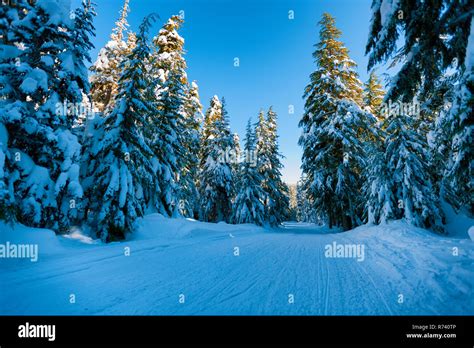 Snow Covered Road Boardered With Tall Evergeen Trees In Mt Hood