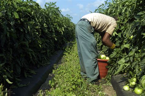 Commerce Mexican Growers Sign Tomato Deal Politico