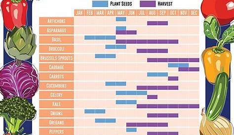 When To Plant and Harvest Vegetables