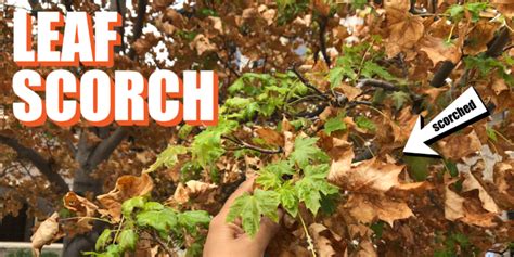 Leaf Scorch A Common Ailment In The Midwest