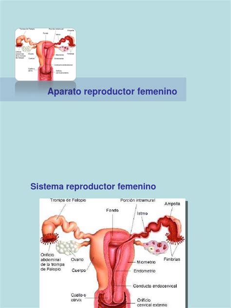 Reproductor Femenino Con Ciclo Menstrual Ciclo Menstrual Sistema