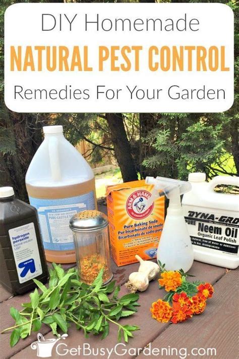 This substance will kill everything from carpenter ants to termites and countless other insects. Organic Pest Control Remedies for your garden at home. DIY ...