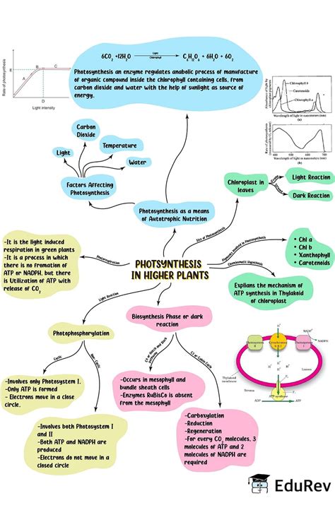 Mind Map Photosynthesis In Higher Plants Biology Class 11 Neet Pdf