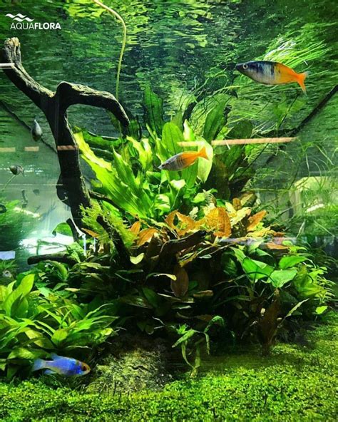 Aquascape offers free online training you can complete anytime and anywhere! Best Aquascaping Freshwater 135 | Aquascape, Planted ...