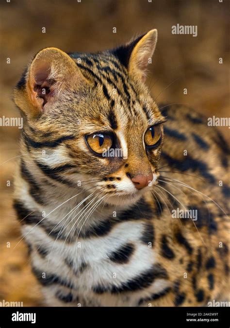 Asian Leopard Cat Prionailurus Bengalensis Captive Occurs In South